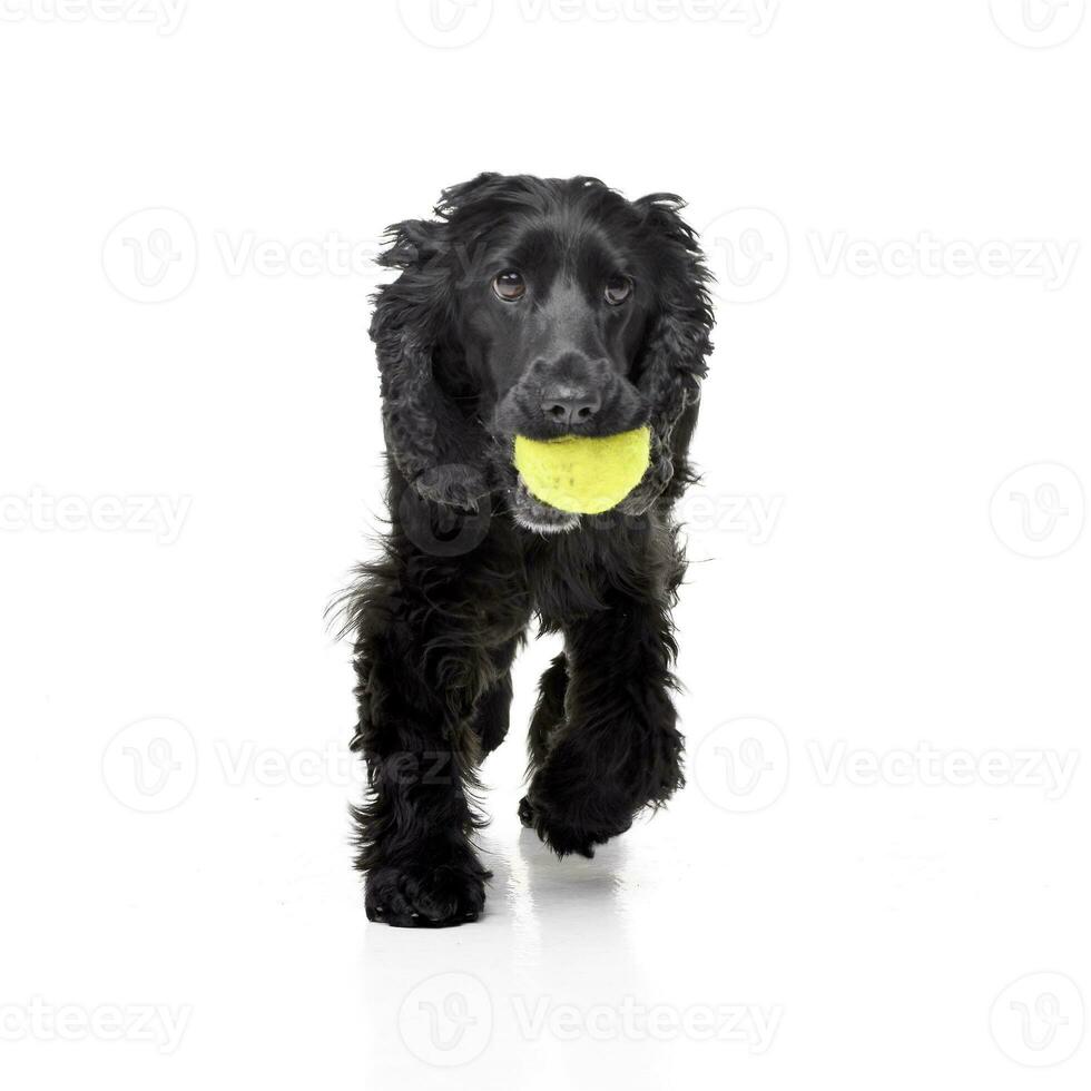 ett förtjusande engelsk cockerspaniel spaniel med en tennis boll foto