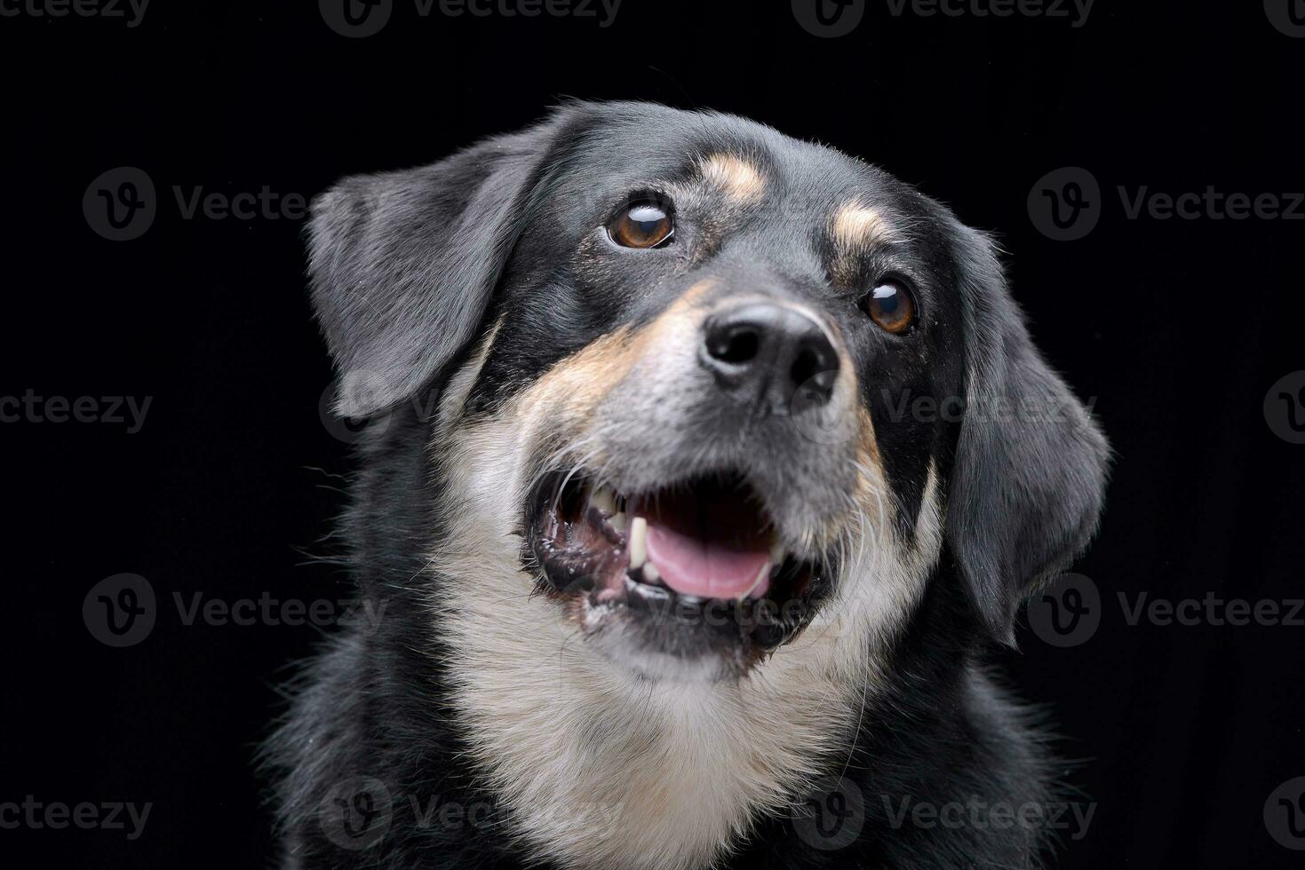 porträtt av ett förtjusande blandad ras hund foto