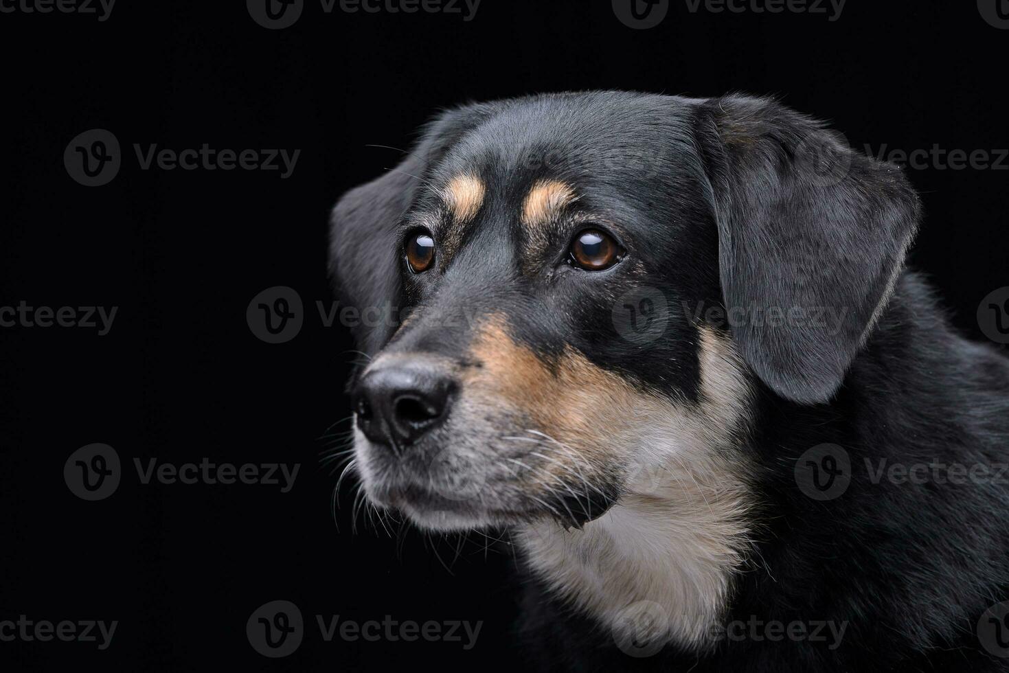 porträtt av ett förtjusande blandad ras hund foto