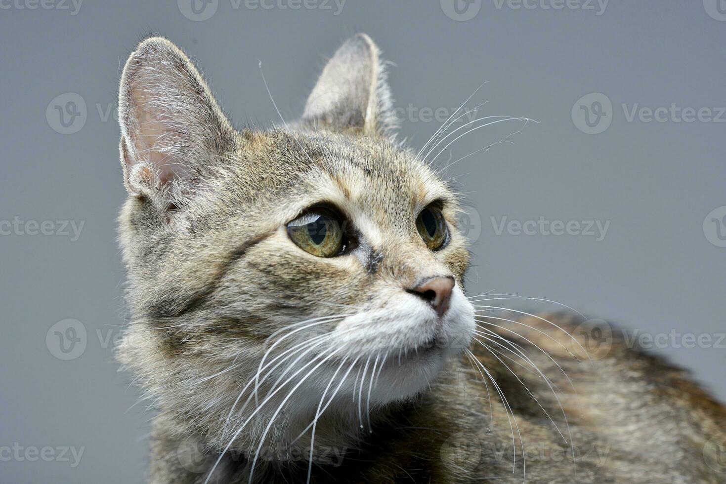 porträtt av ett förtjusande tabby katt foto