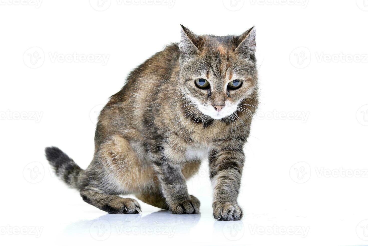 studio skott av ett förtjusande tabby katt foto