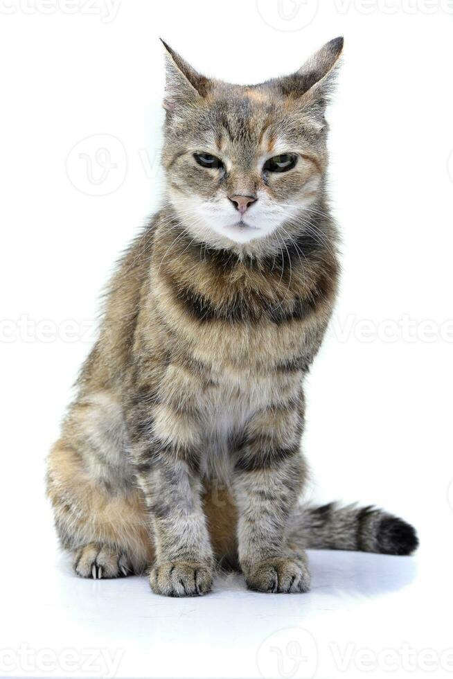 studio skott av ett förtjusande tabby katt foto