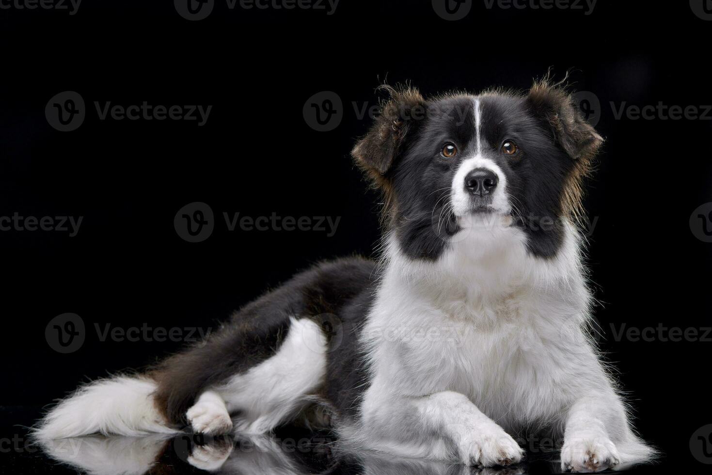 studio skott av ett förtjusande gräns collie foto