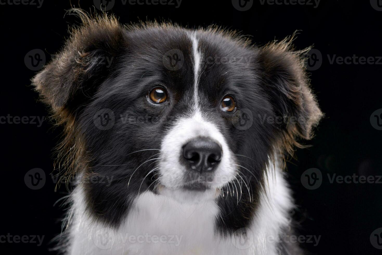 porträtt av ett förtjusande gräns collie foto