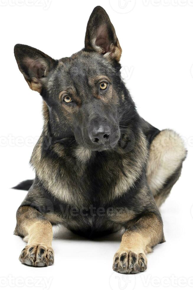 studio skott av ett förtjusande tysk herde hund ser nyfiket på de kamera foto