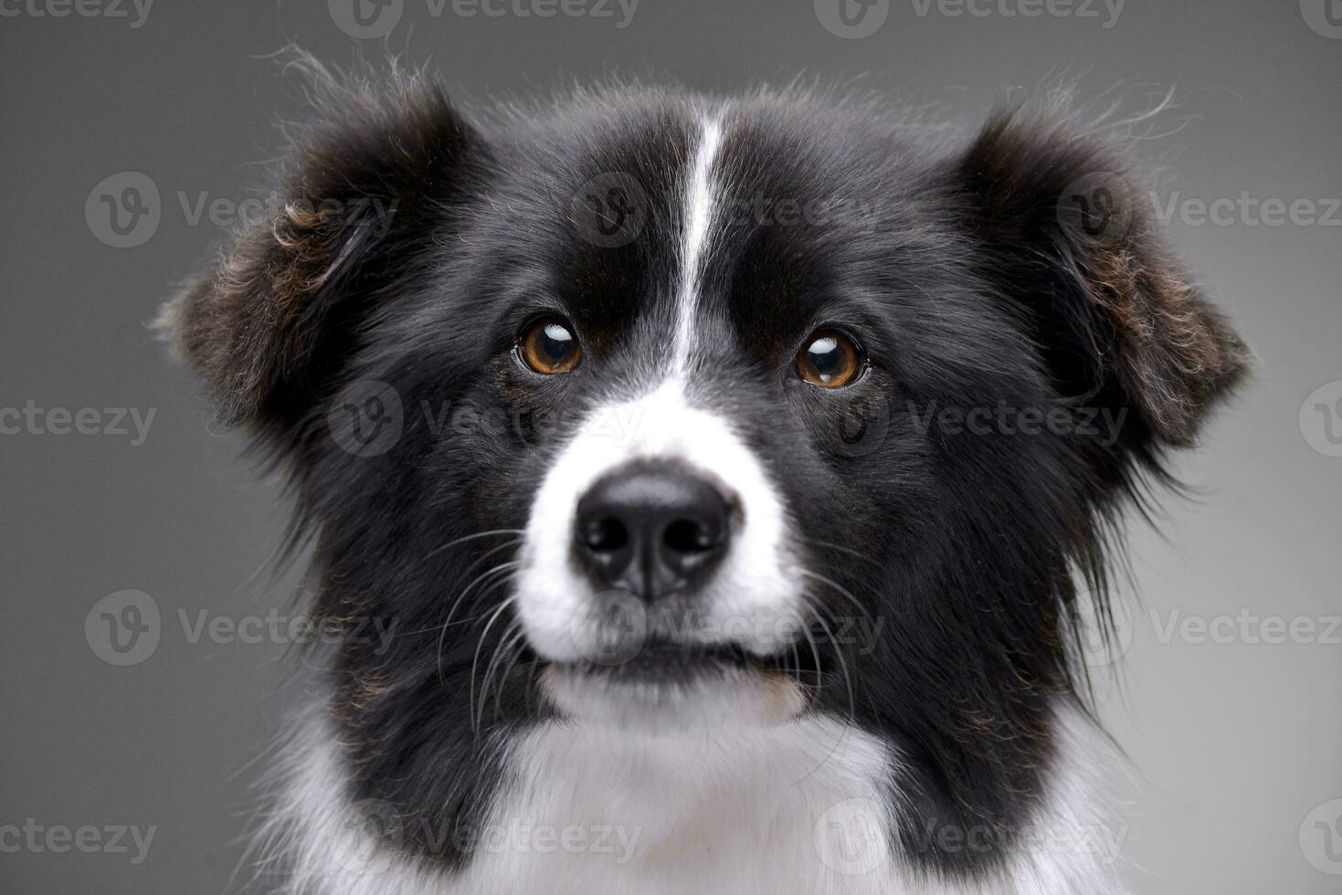 porträtt av ett förtjusande gräns collie foto