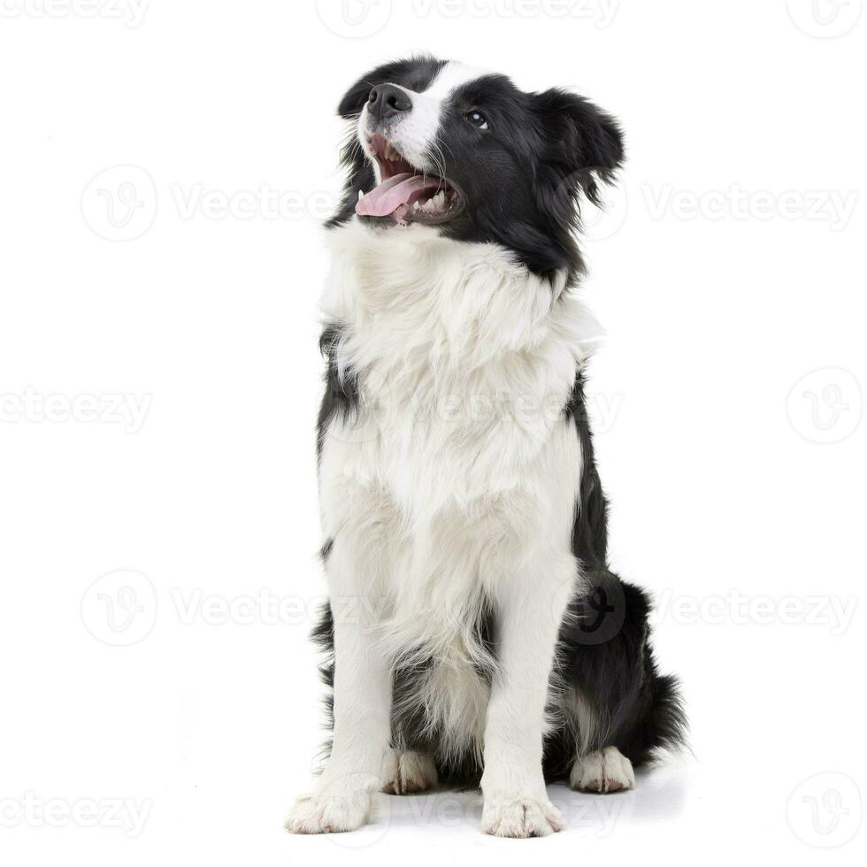 studio skott av ett förtjusande gräns collie foto