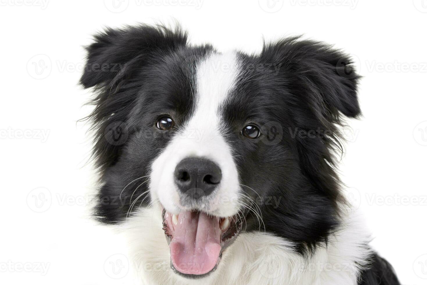 porträtt av ett förtjusande gräns collie foto