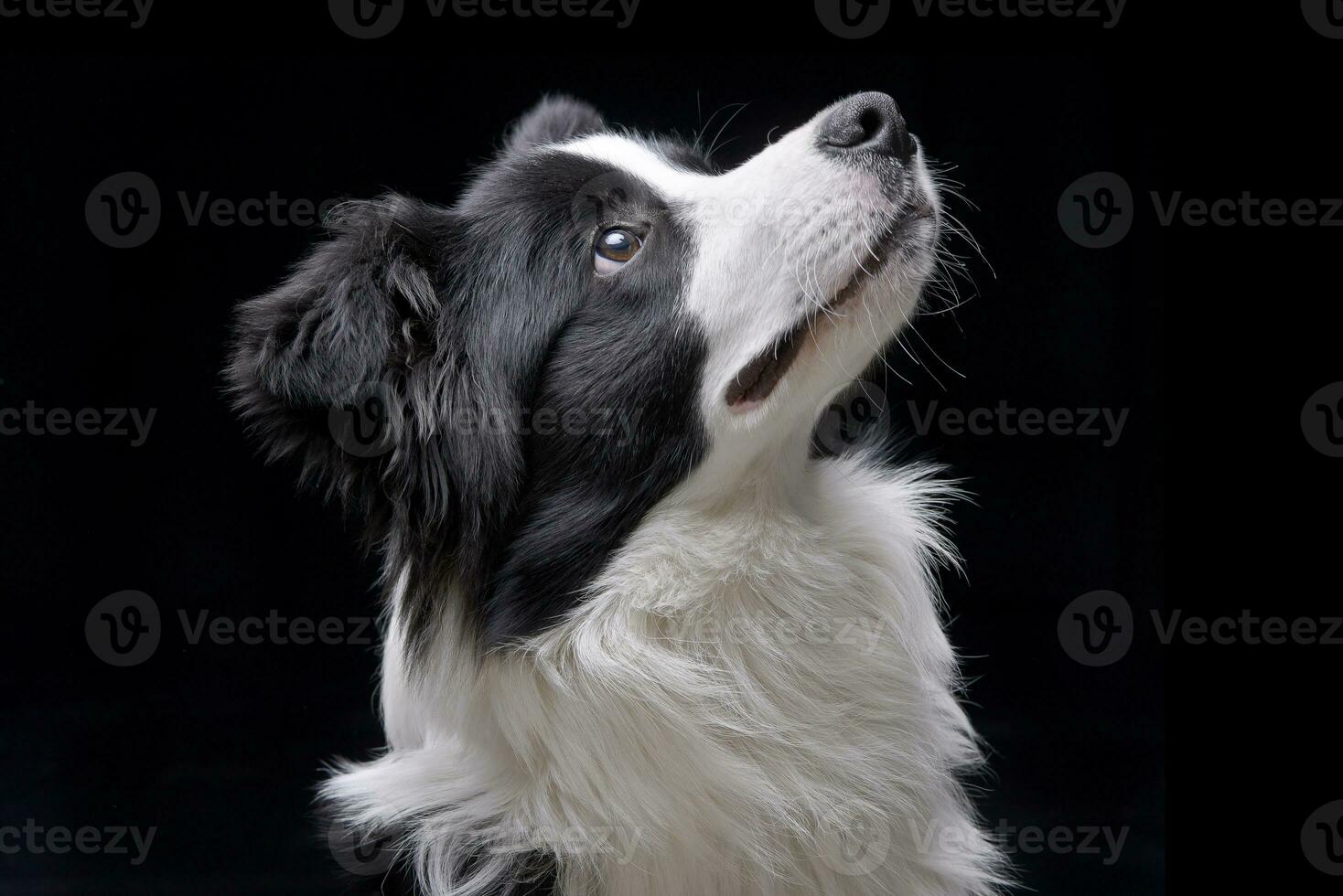 porträtt av ett förtjusande gräns collie foto