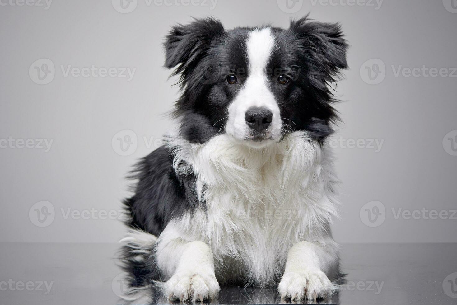 studio skott av ett förtjusande gräns collie foto