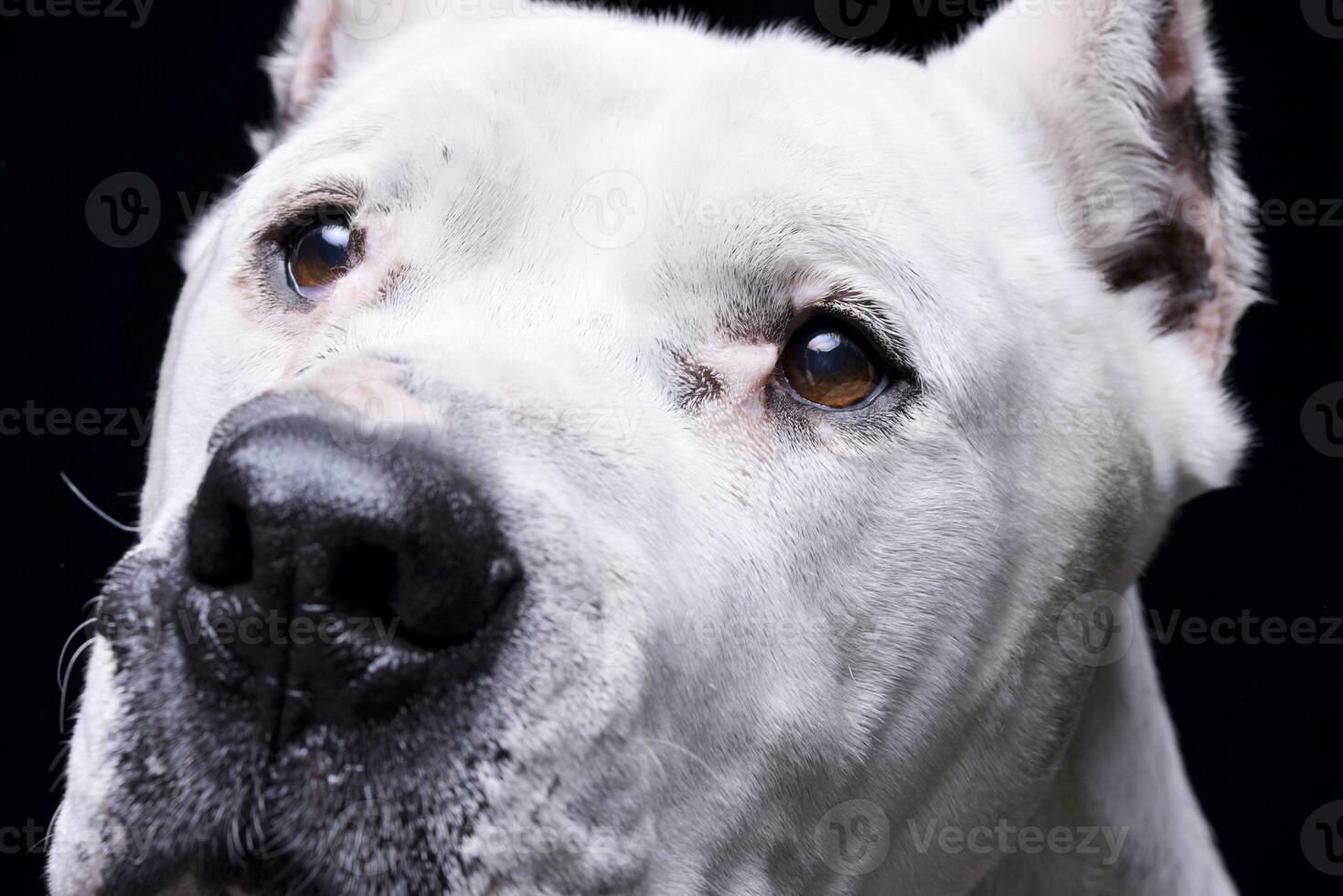 porträtt av ett förtjusande dogo argentino foto