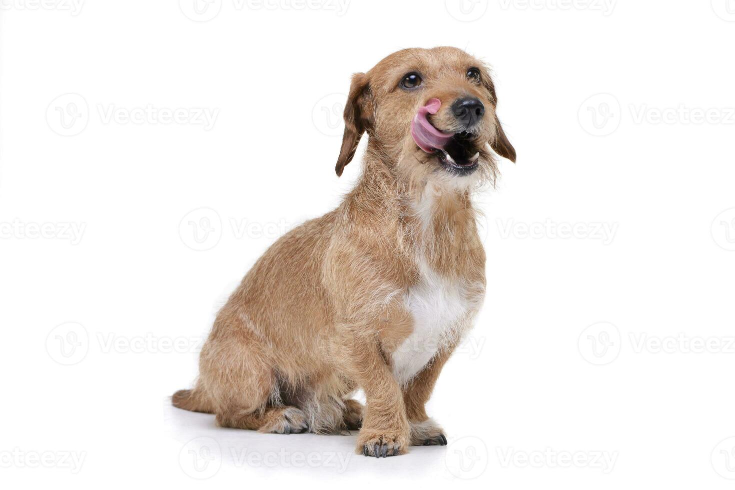 ett förtjusande tråd håriga tax blanda hund Sammanträde på vit bakgrund foto