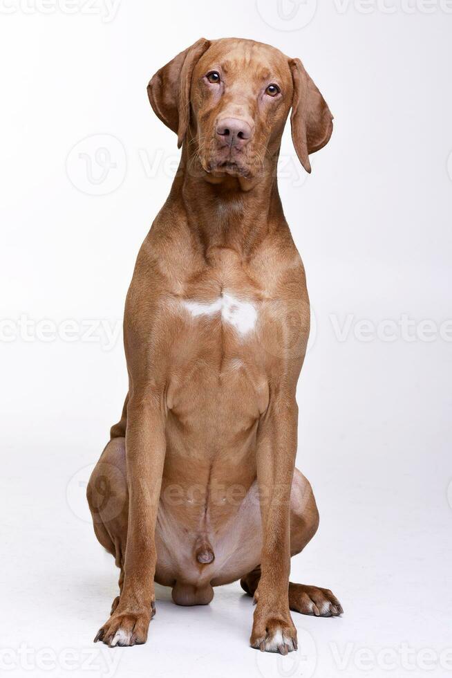 studio skott av ett förtjusande ungerska vizsla foto