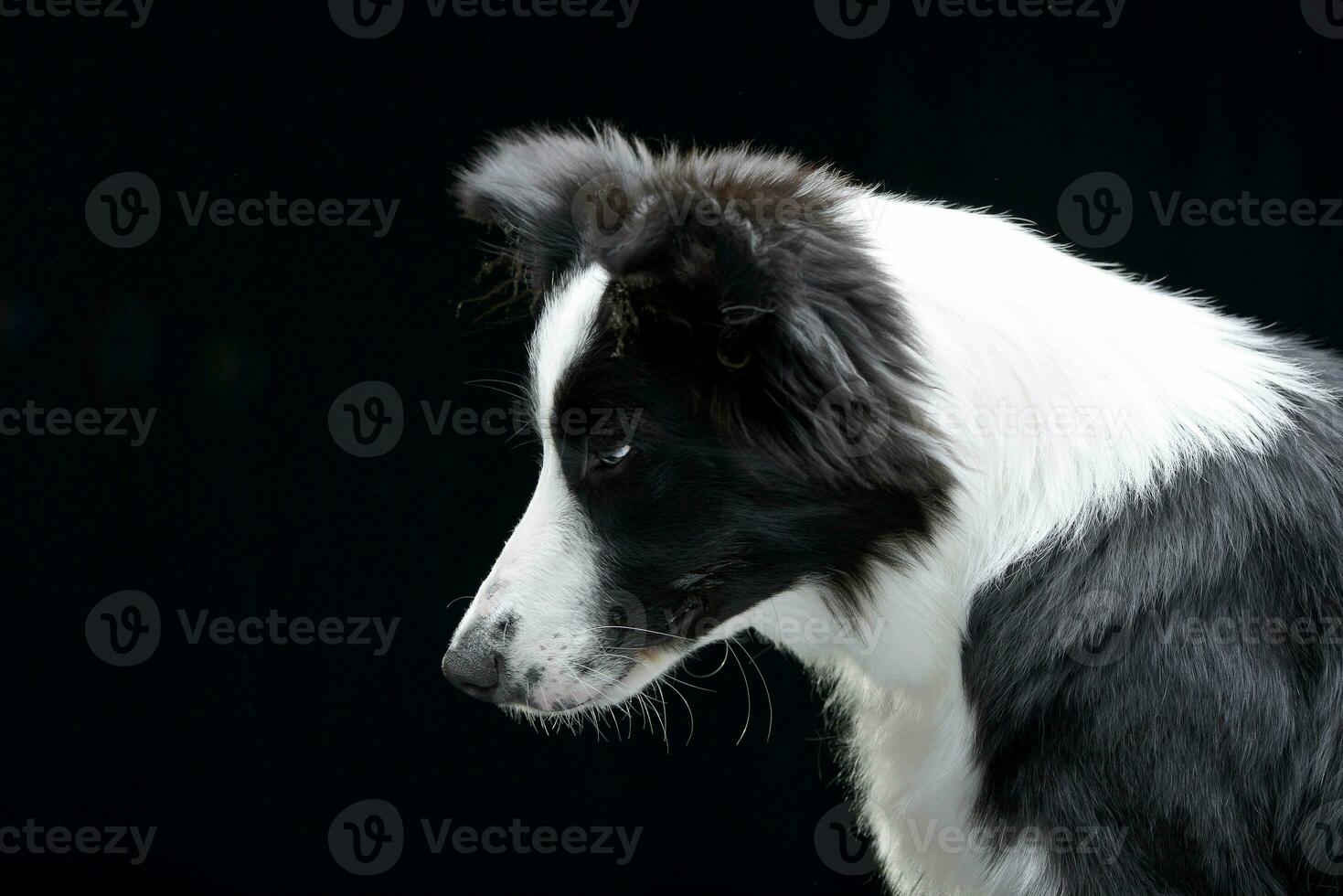 porträtt av ett förtjusande gräns collie foto