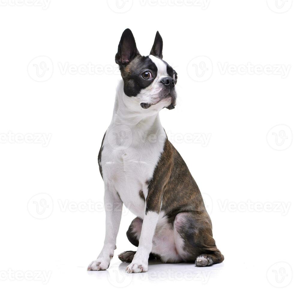 studio skott av ett förtjusande boston terrier foto