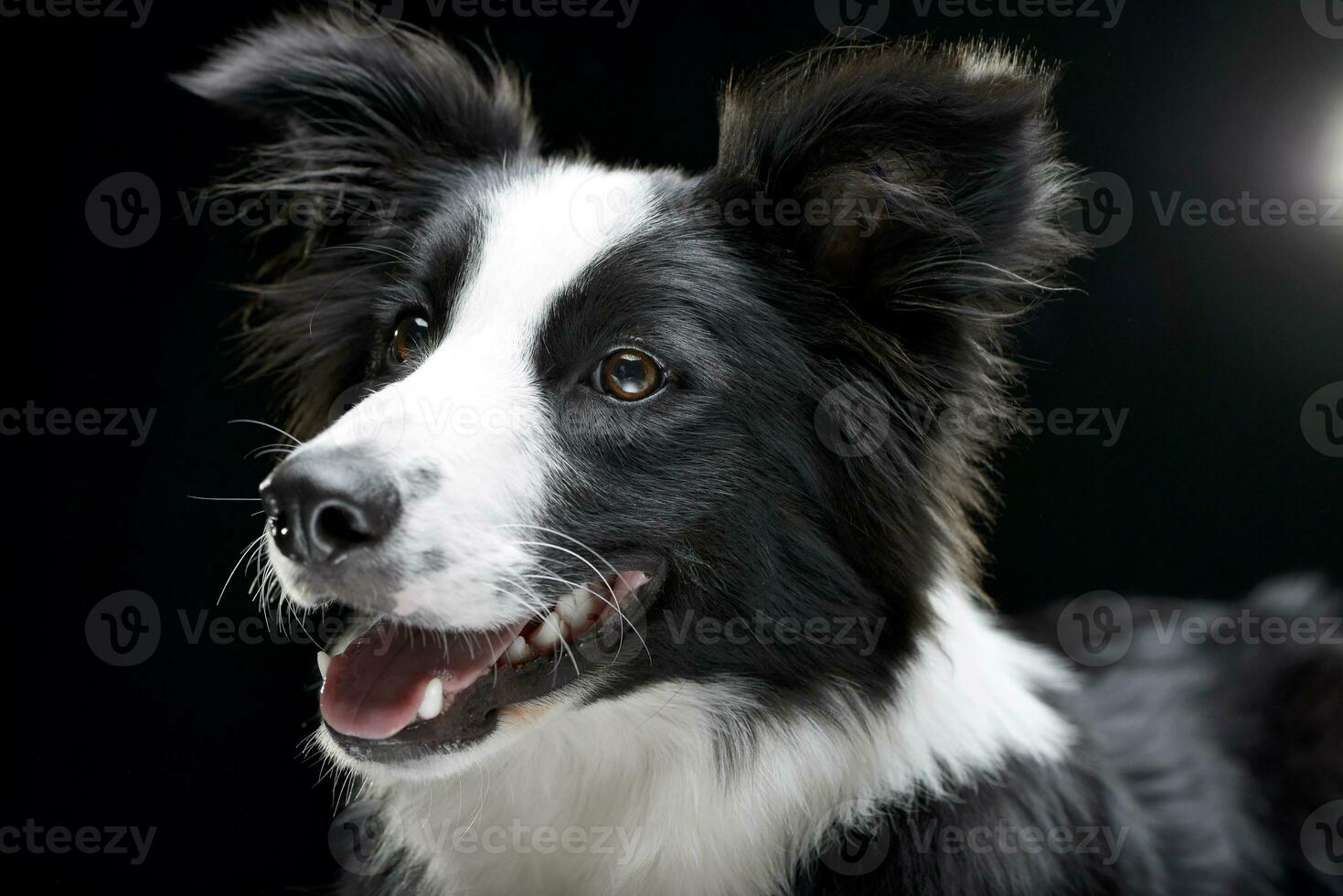 porträtt av ett förtjusande gräns collie foto