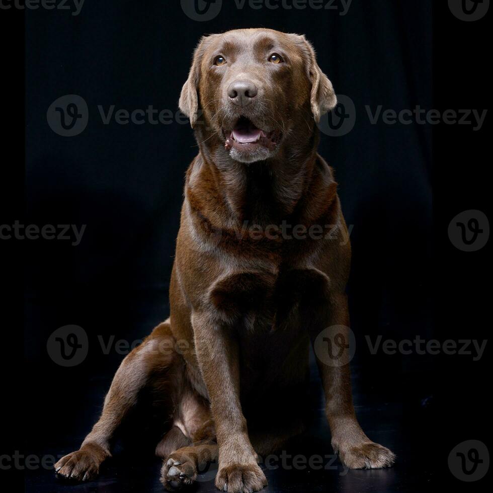 studio skott av ett förtjusande labrador retriever foto