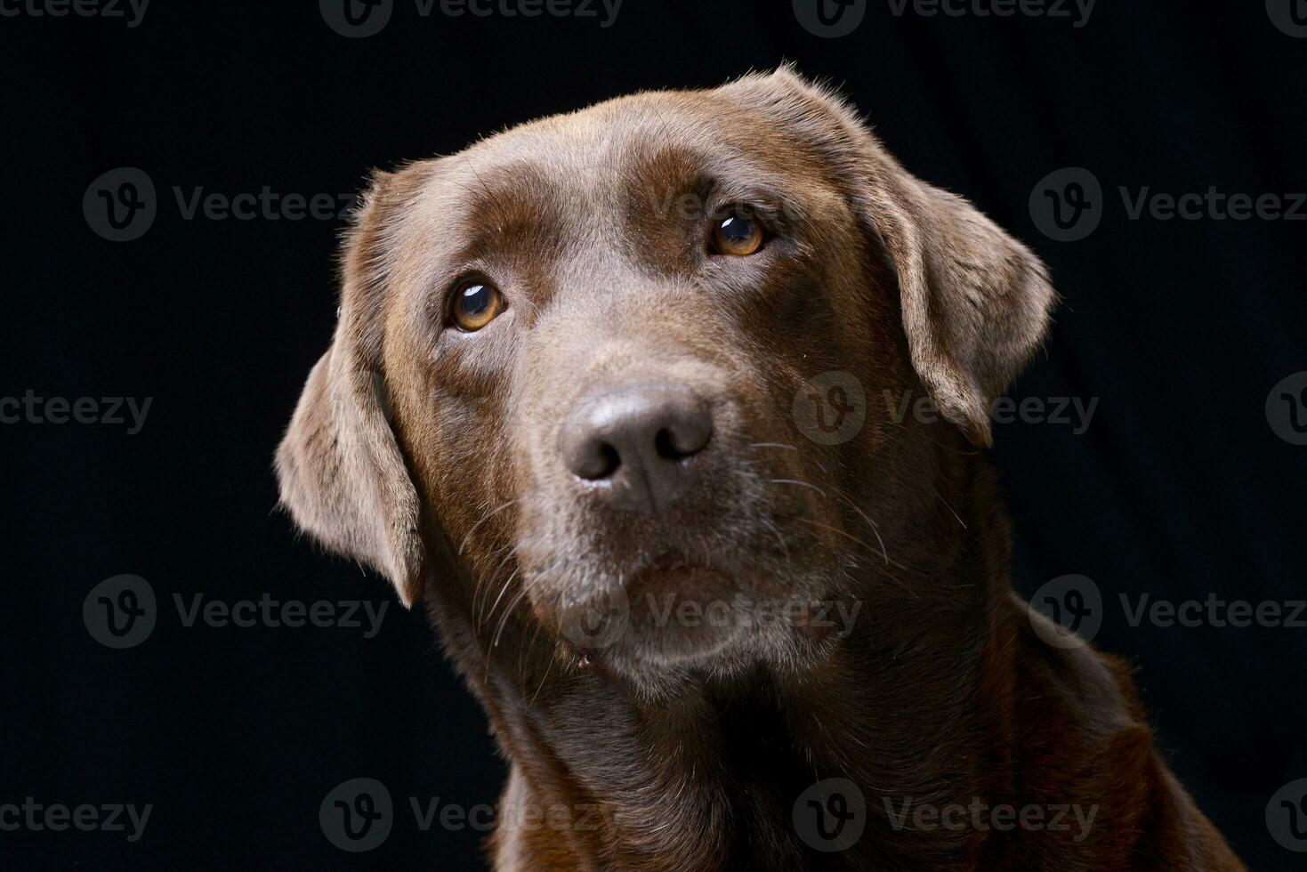 porträtt av ett förtjusande labrador retriever foto