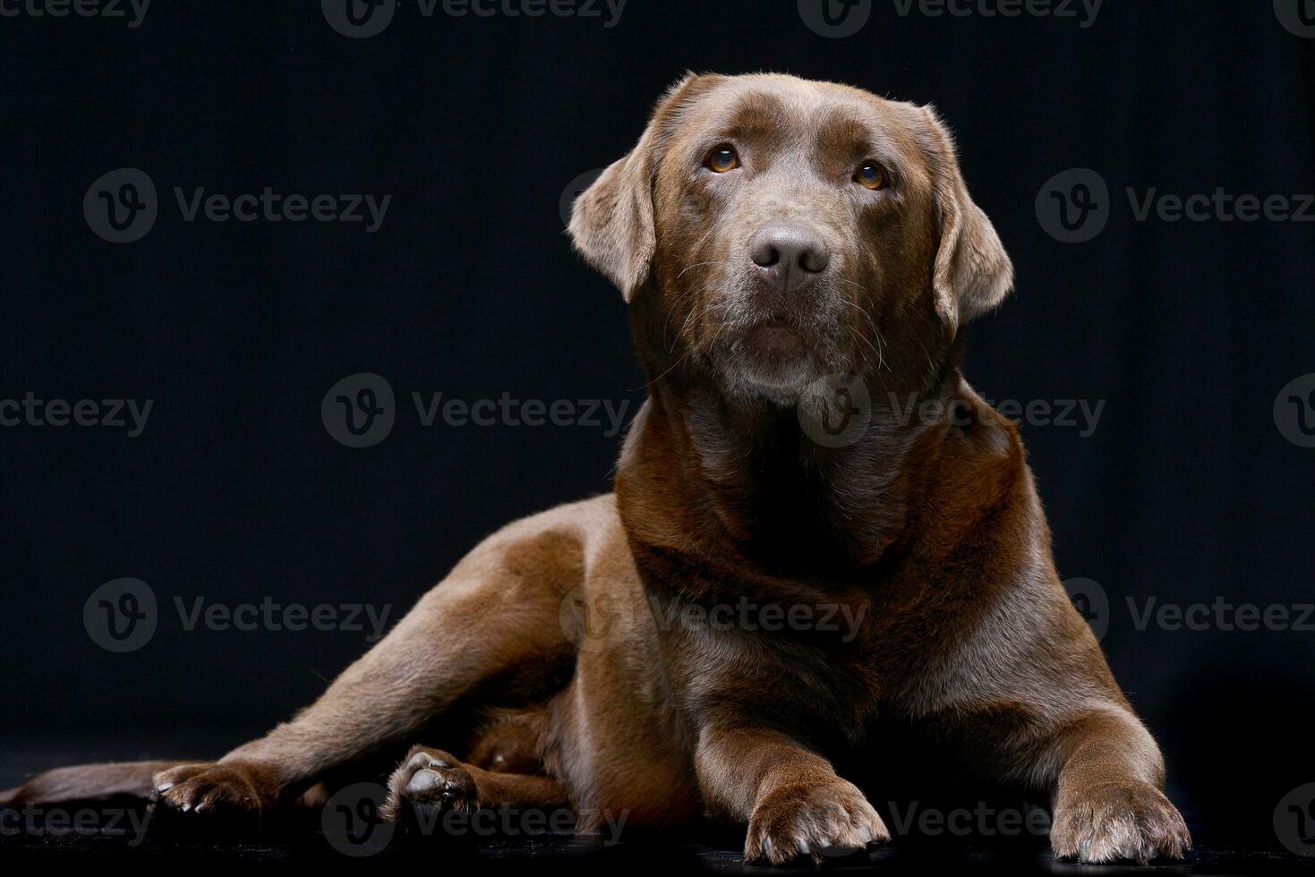 studio skott av ett förtjusande labrador retriever foto