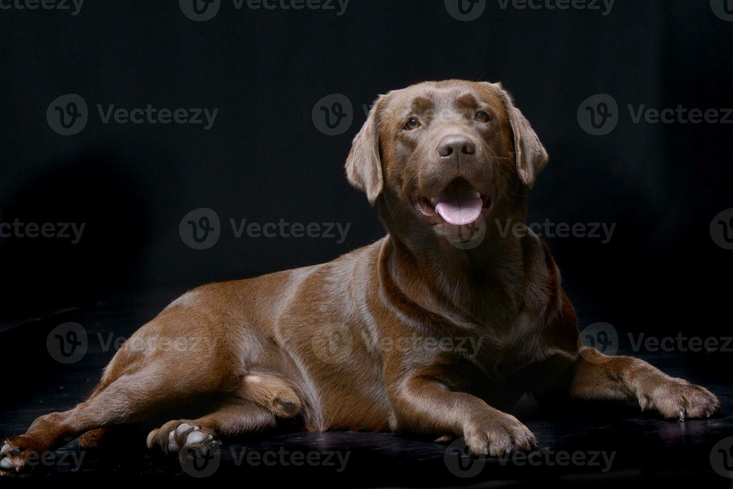 studio skott av ett förtjusande labrador retriever foto