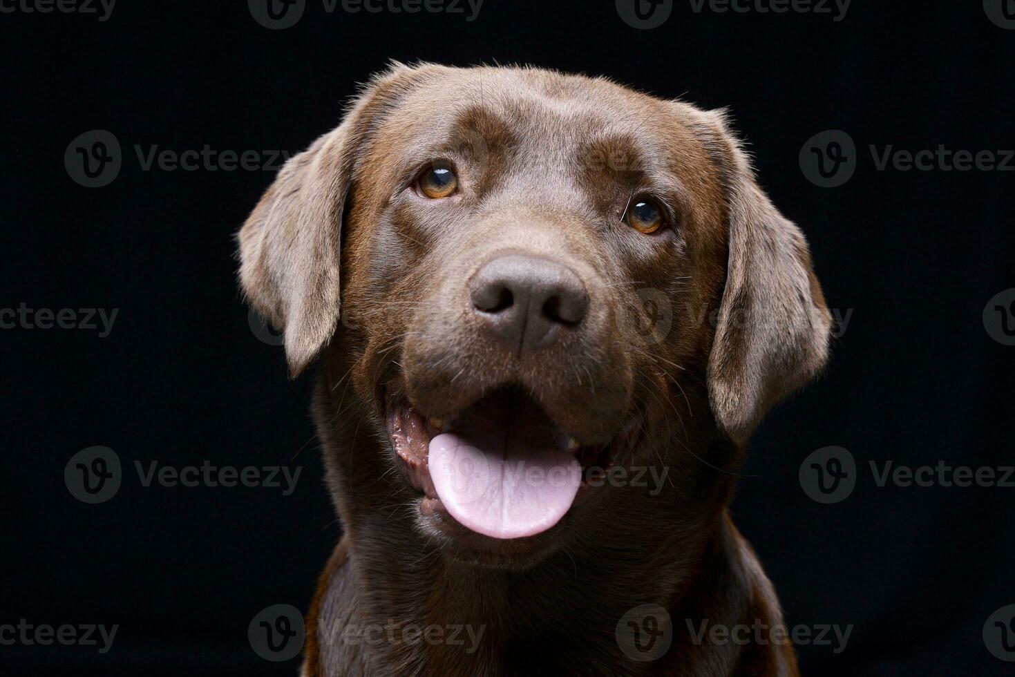porträtt av ett förtjusande labrador retriever foto