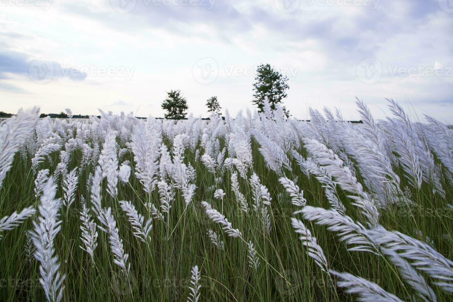 landskap se av höst ikon. blomning Kans gräs sackarum spontaneum blommor fält med molnig blu himmel foto