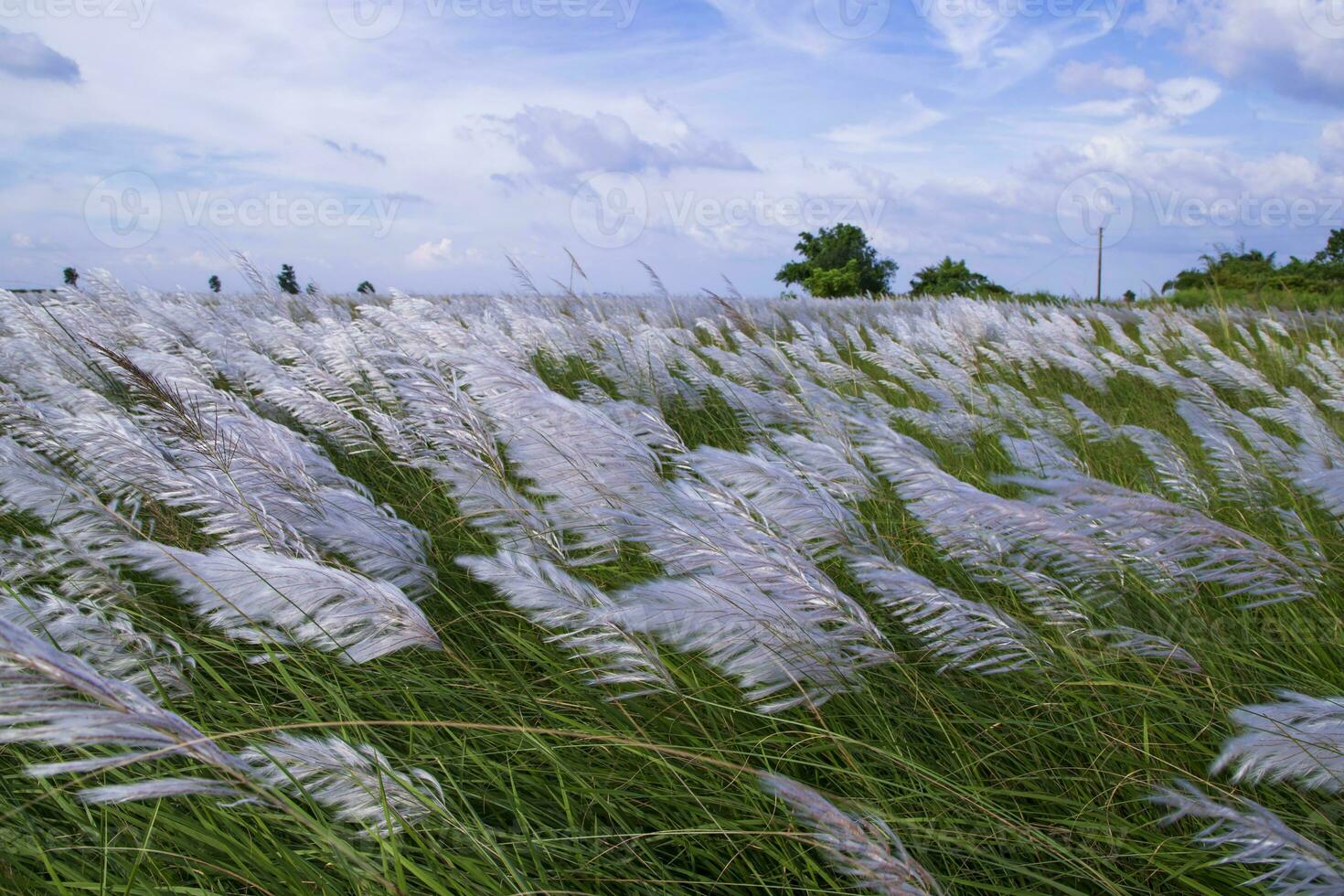 landskap se av höst ikon. blomning Kans gräs sackarum spontaneum blommor fält med molnig blu himmel foto