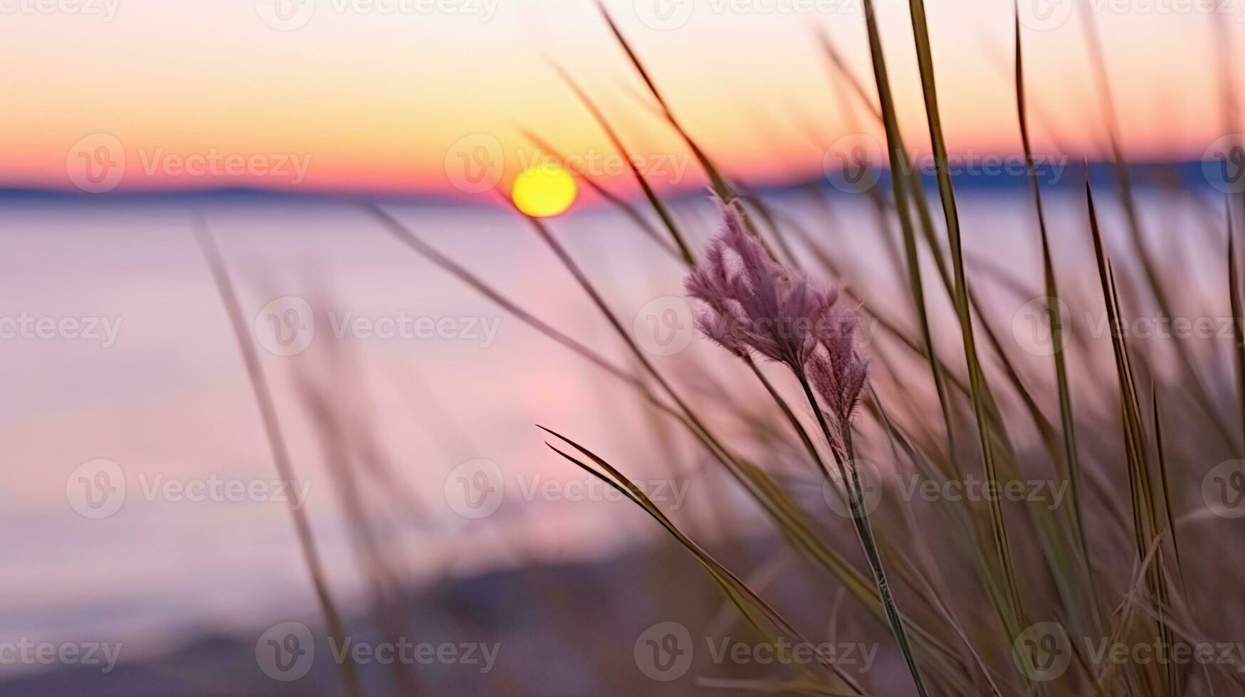 blommor fokus solnedgång lugn nåd landskap zen harmoni stillhet enhet harmoni fotografi foto