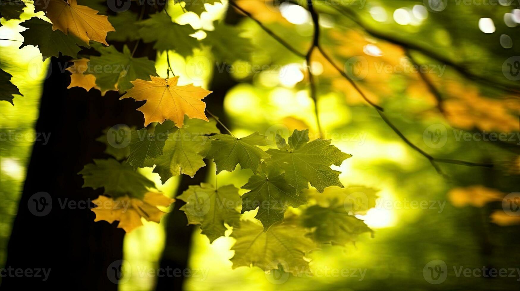 lönn löv guld lugn nåd landskap zen harmoni resten stillhet enhet harmoni fotografi foto