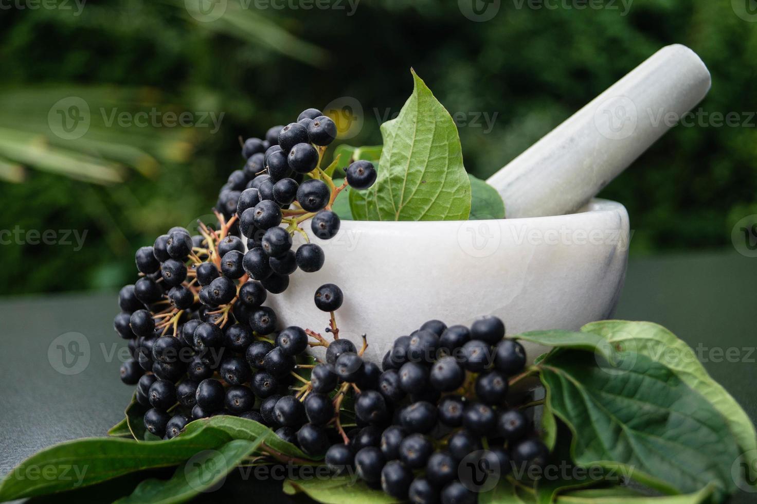 svart rönn aronia chokeberry foto