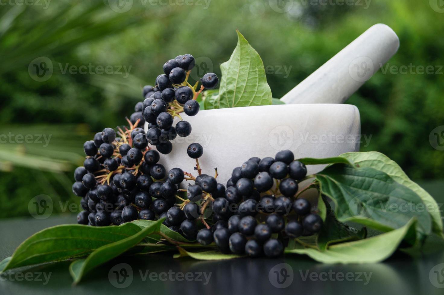 svart rönn aronia chokeberry foto