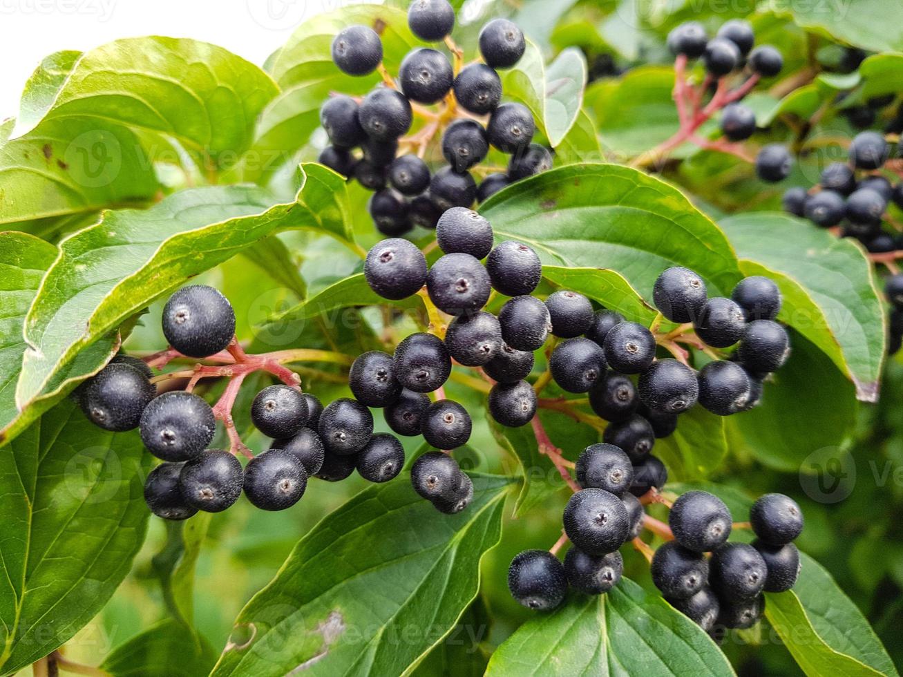 svart rönn aronia chokeberry foto