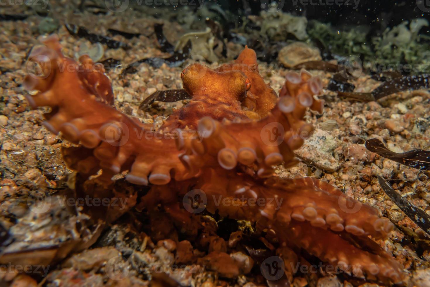 bläckfisk kung av kamouflage i Röda havet, eilat israel foto
