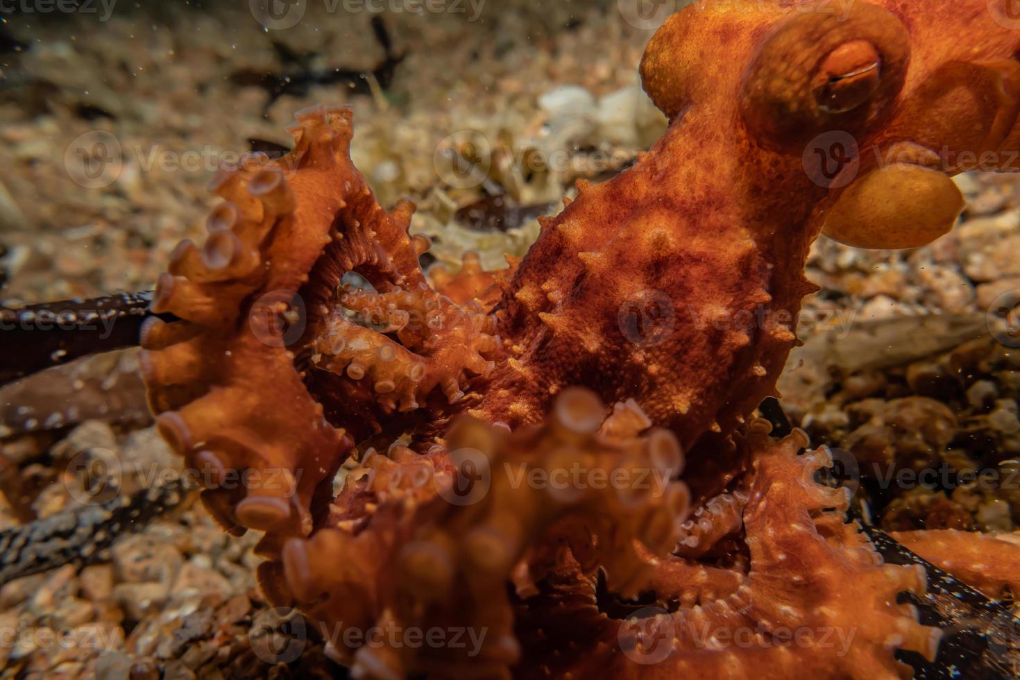 bläckfisk kung av kamouflage i Röda havet, eilat israel foto