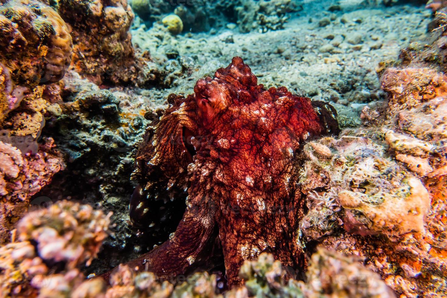 bläckfisk kung av kamouflage i Röda havet, eilat israel foto