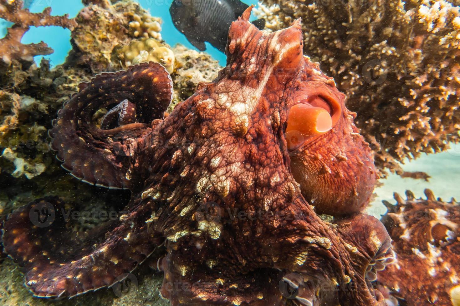 bläckfisk kung av kamouflage i Röda havet, eilat israel foto