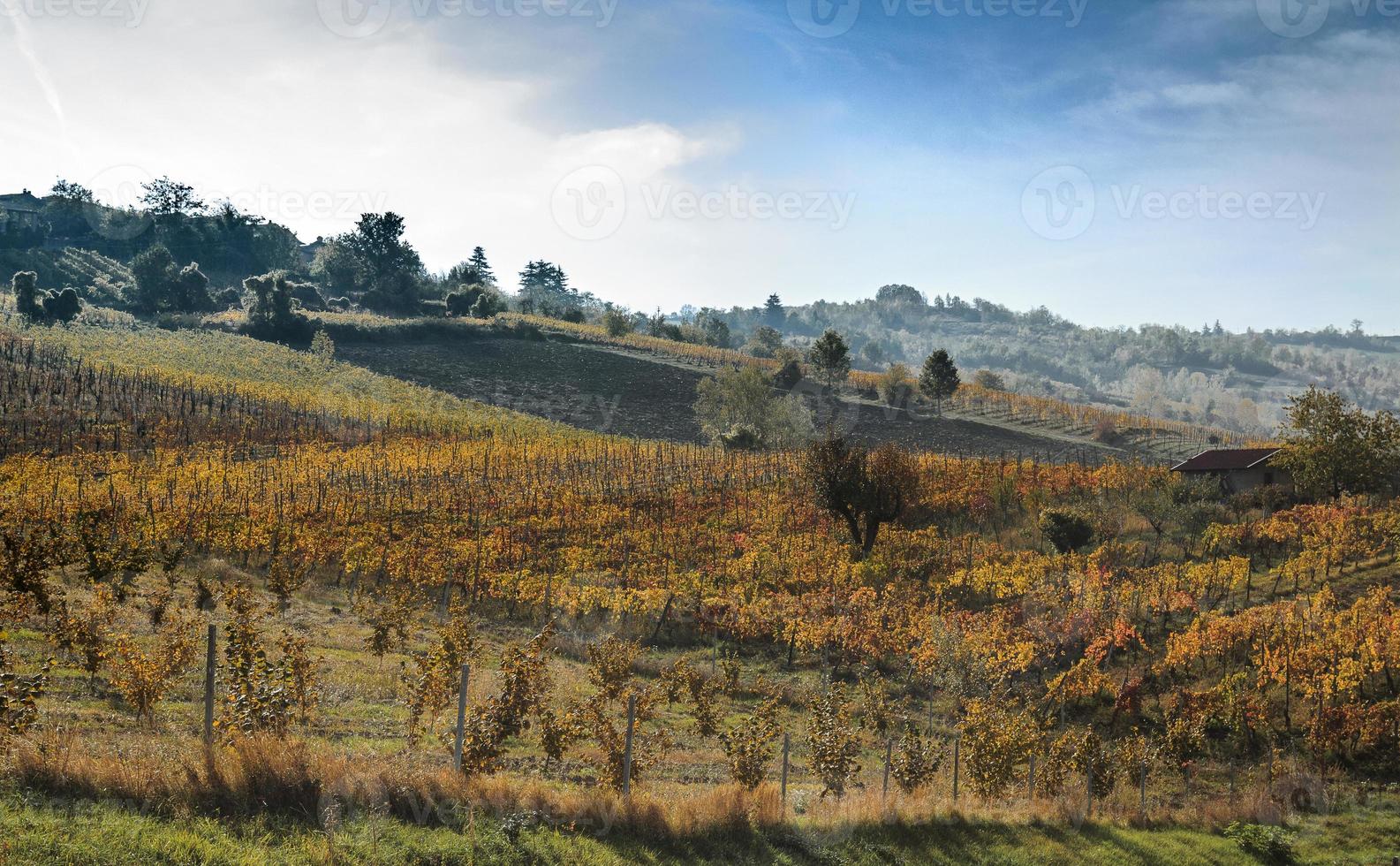 vingårdar och landsbygden i Piemonts inlandet, Italien foto
