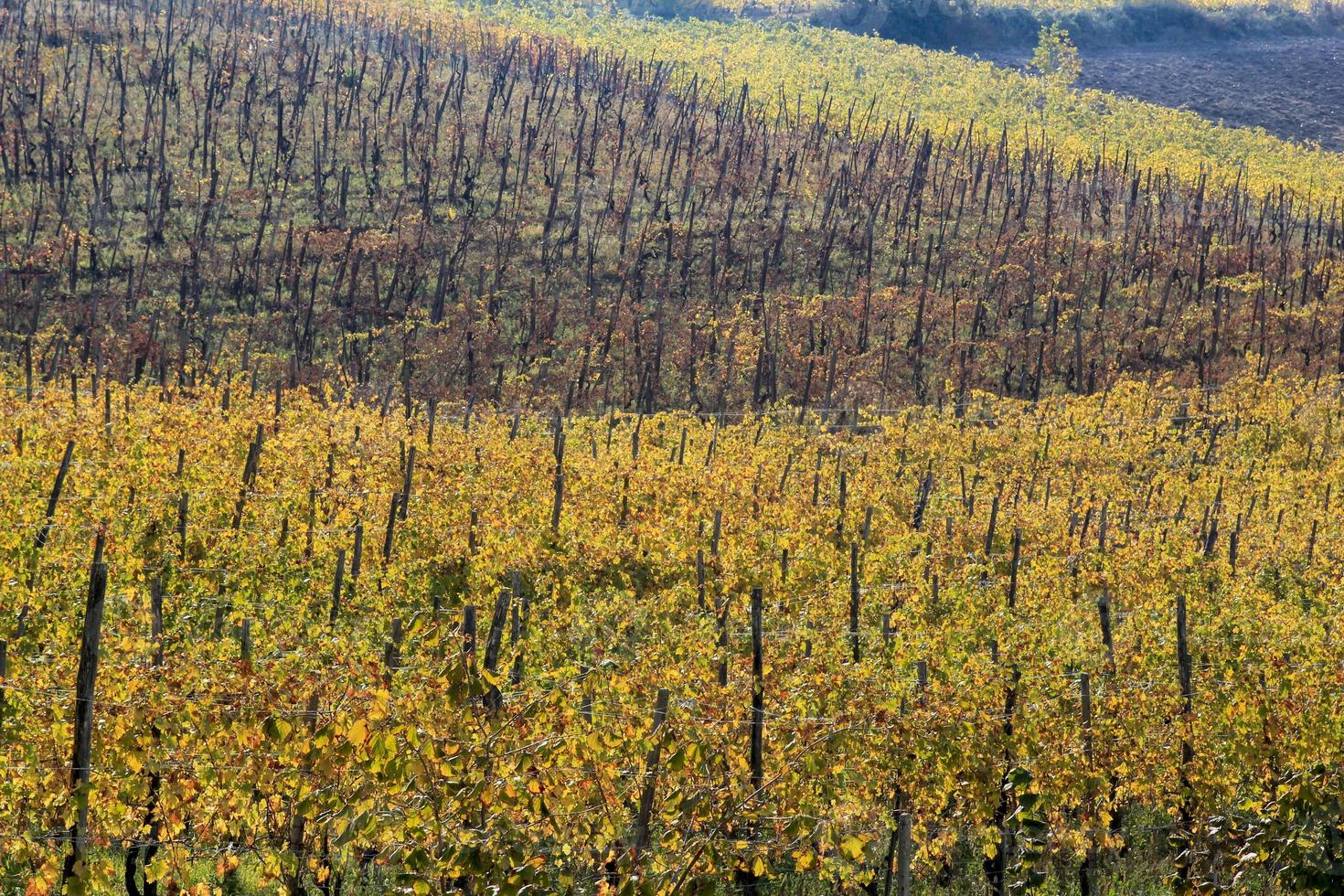 vingårdar och landsbygden i Piemonts inlandet, Italien foto