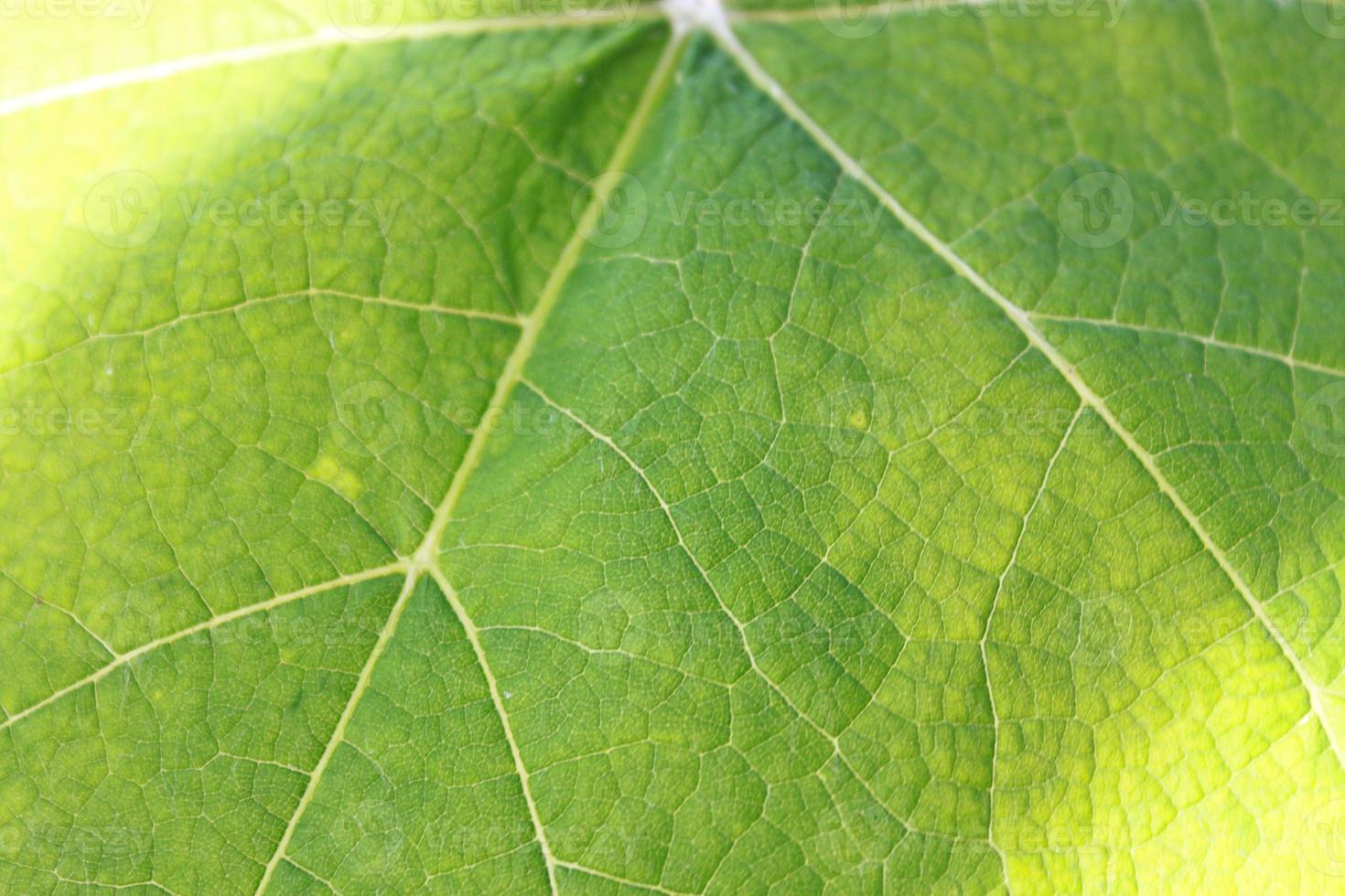 detalj av ett grönt blad foto