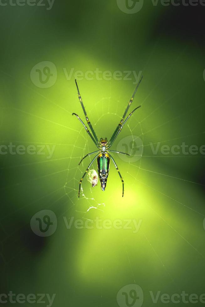 långbenad grön och gul spindel i naturen foto