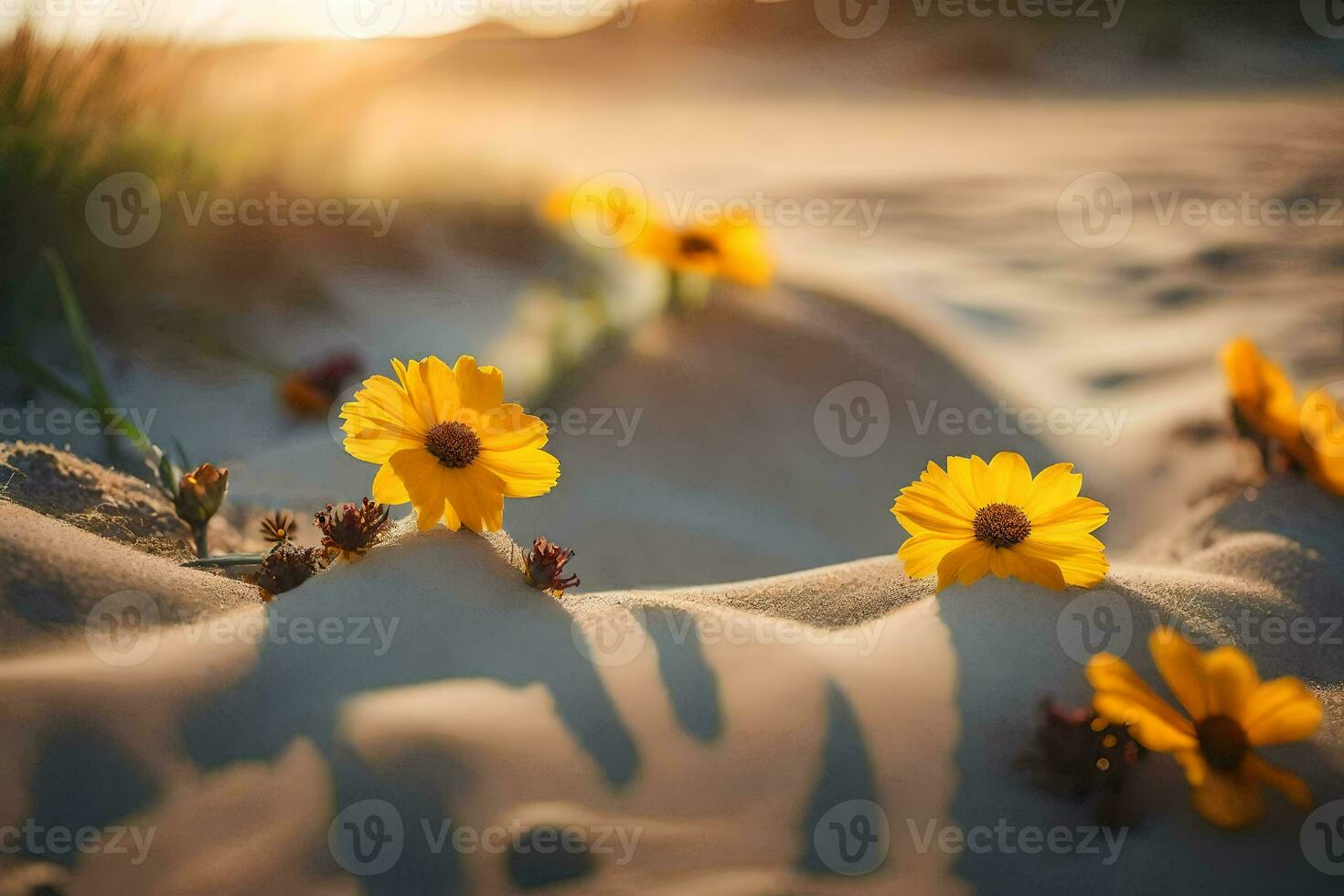 Foto tapet sand, de Sol, blommor, de strand, de sand, blommor, de sand. ai-genererad