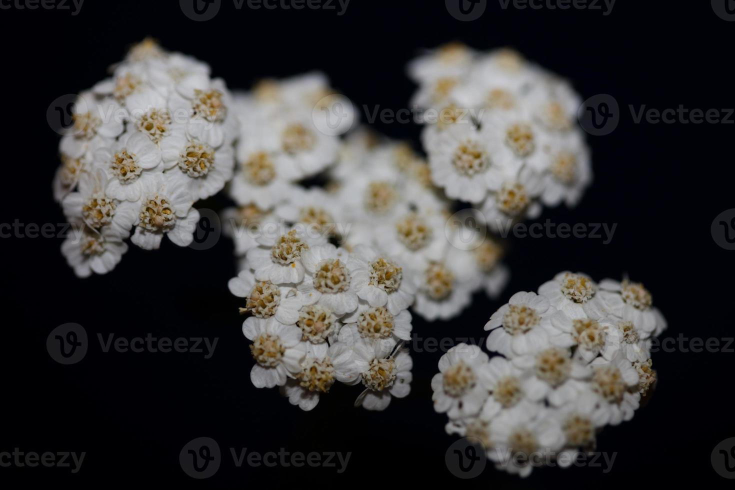 vit blomma blomma närbild bakgrund achillea millefolium tryck foto