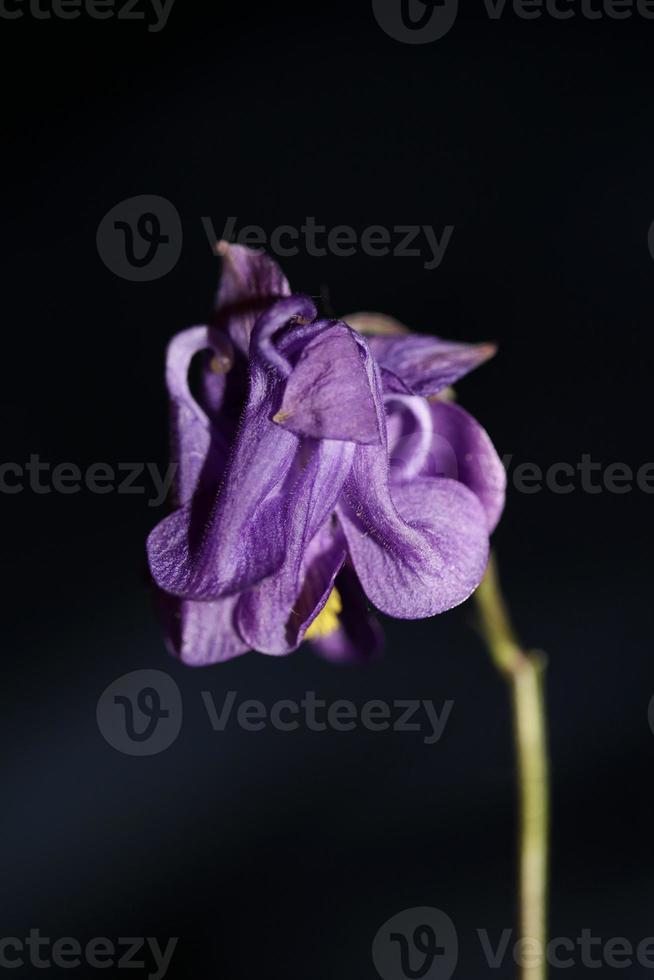 blomma blommande bakgrund aquilegia vulgaris familj ranunculaceae foto