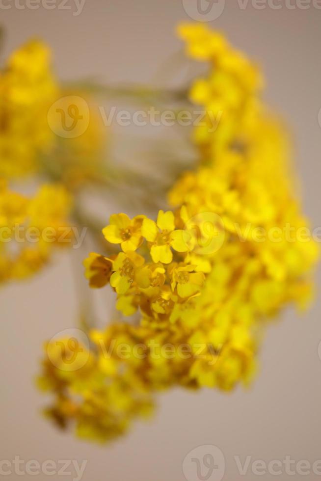 blomma blomning makro aurinia saxatilis familj brassicaceae bakgrund foto