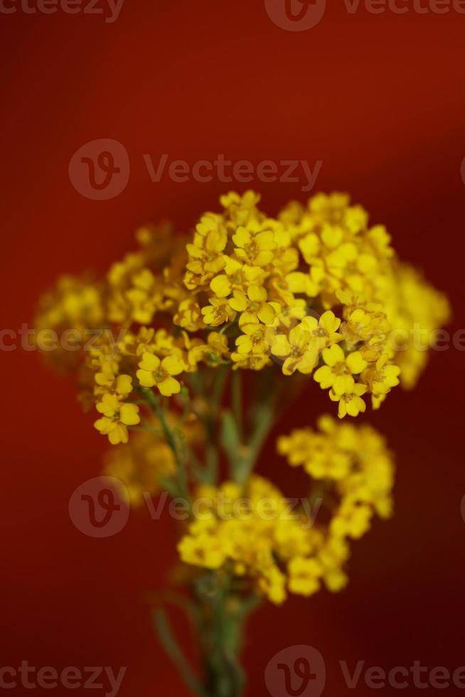 blomma blomning makro aurinia saxatilis familj brassicaceae bakgrund foto