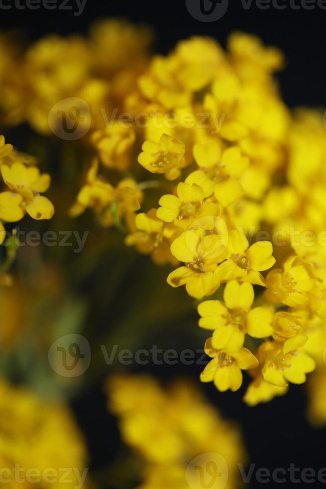 blomma blomning makro aurinia saxatilis familj brassicaceae bakgrund foto