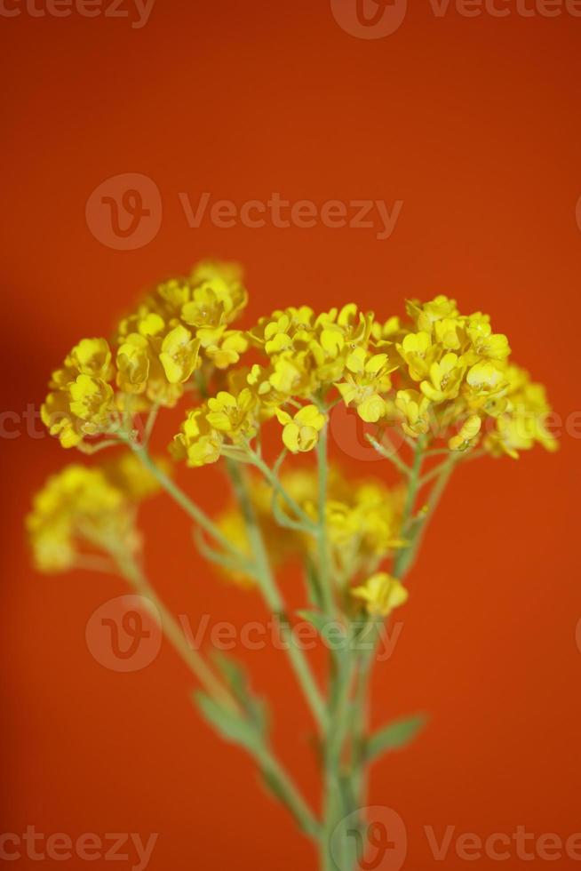 blomma blomning makro aurinia saxatilis familj brassicaceae bakgrund foto