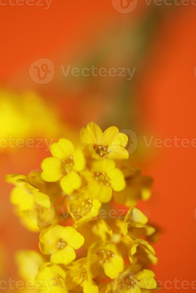 blomma blomning makro aurinia saxatilis familj brassicaceae bakgrund foto