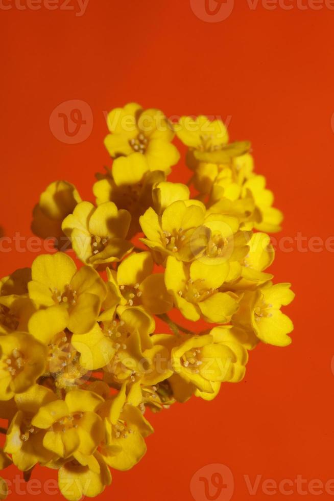 blomma blomning makro aurinia saxatilis familj brassicaceae bakgrund foto