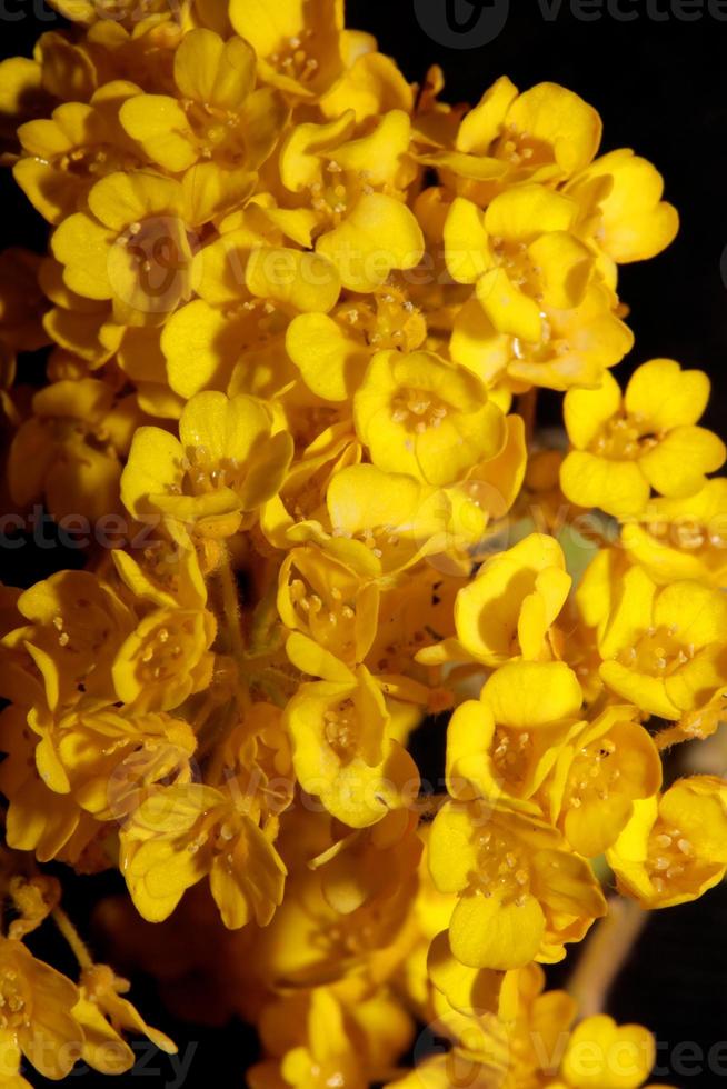 blomma blomning makro aurinia saxatilis familj brassicaceae bakgrund foto